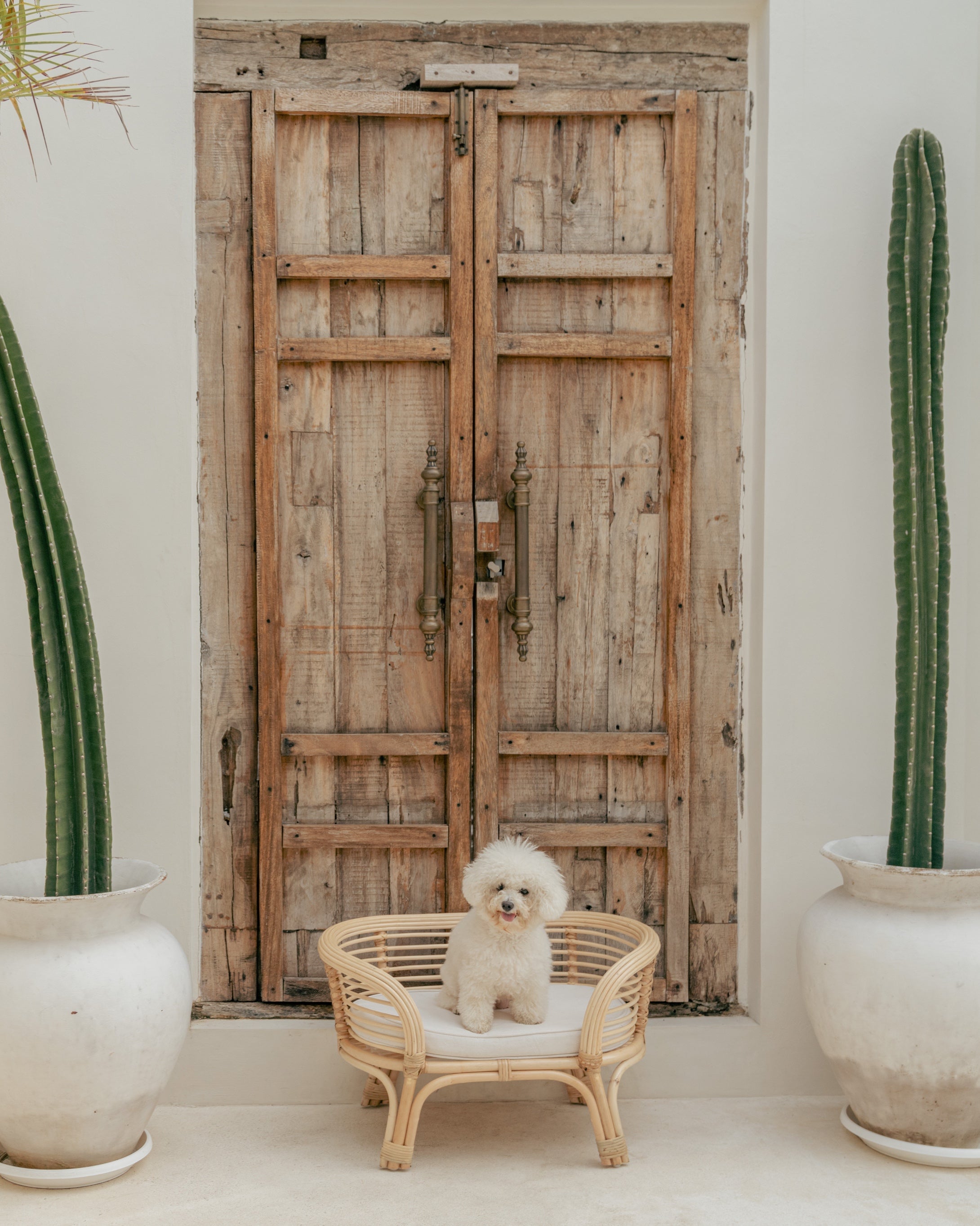 Dewa Rattan Dog Bed - Natural, White