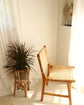 Sumbawa Teak and Rattan Dining Chairs