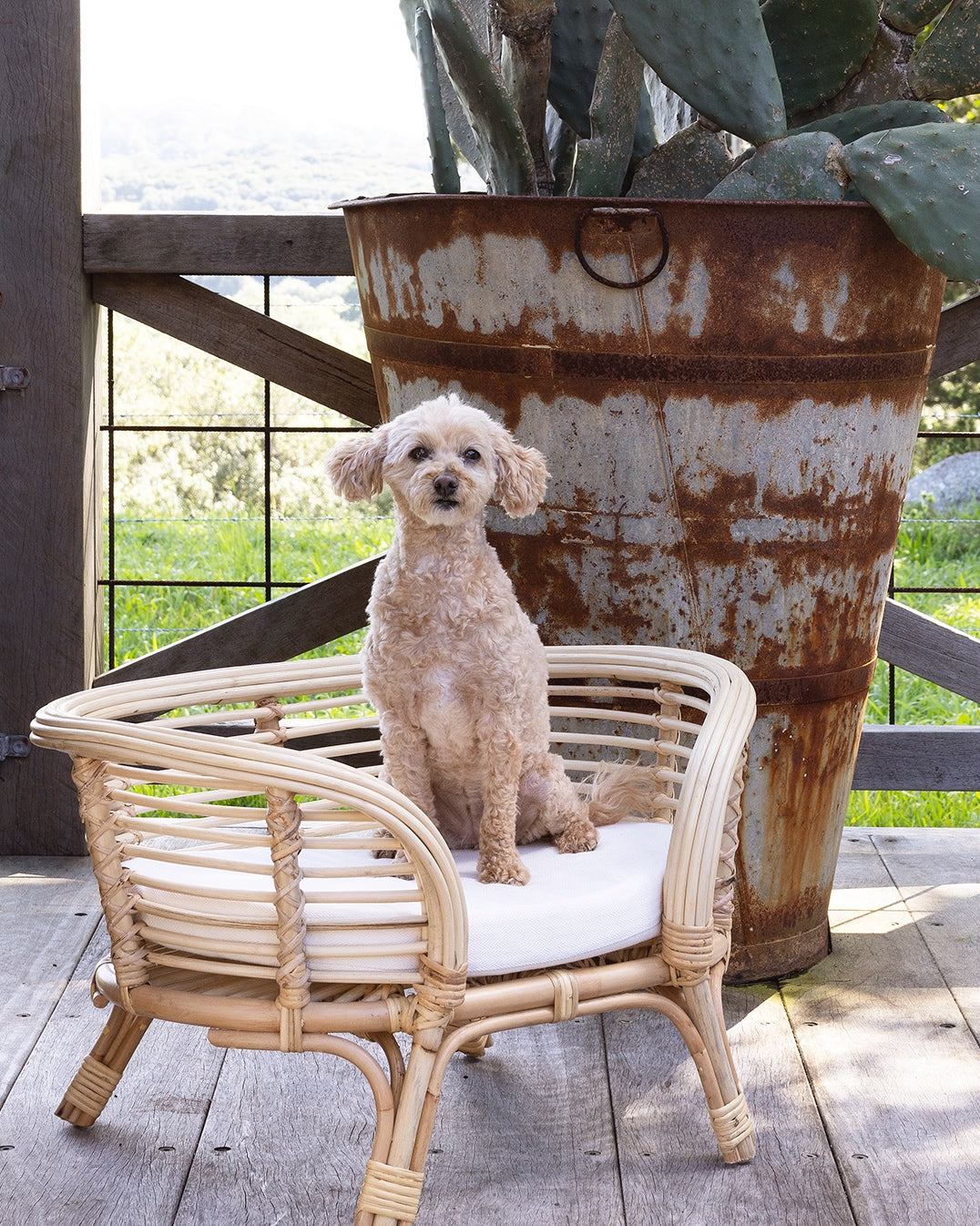 Dewa Rattan Dog Bed - Natural, White